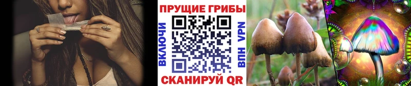 Псилоцибиновые грибы Cubensis  Кудрово 