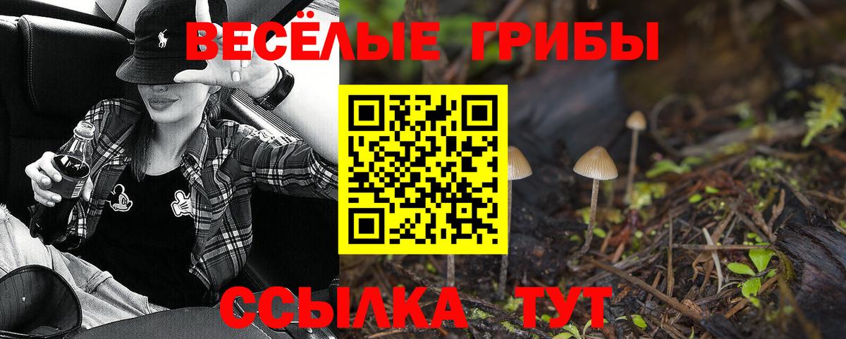 Псилоцибиновые грибы Psilocybe Кудрово
